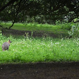 Red-necked Wallaby at Clères, 16/06/18