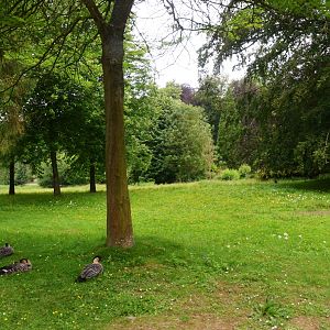 Parkland View with Ne-nes at Clères, 16/06/18