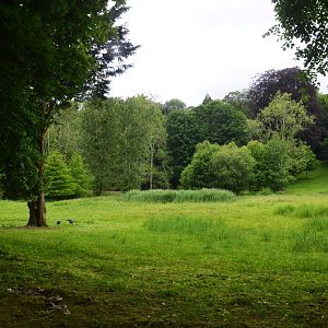Parkland View with Crested Screamers at Clères, 16/06/18