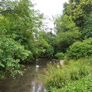 South American Pond at Clères, 16/06/18