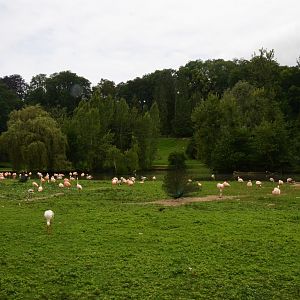Chilean Flamingos in Parkland at Clères, 16/06/18
