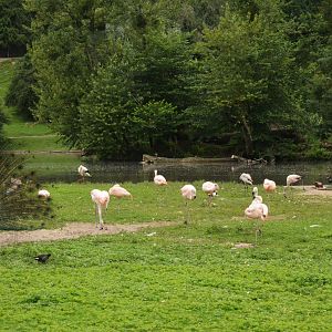 Chilean Flamingos and Blue Peafowl at Clères, 16/06/18