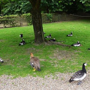Barnacle and Upland Geese at Clères, 16/06/18