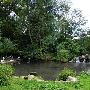 Pelican Pond at Clères, 16/06/18