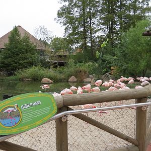 Zambezi River Hippo Camp - Lesser Flamingo Exhibit