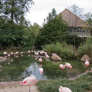 Zambezi River Hippo Camp - Lesser Flamingo Exhibit