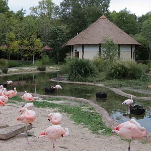 Zambezi River Hippo Camp - Lesser Flamingo Exhibit