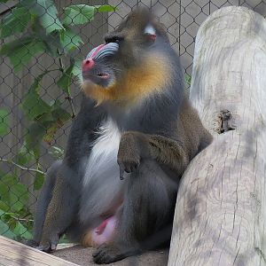Zambezi River Hippo Camp - Mandrill Exhibit