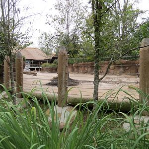 Zambezi River Hippo Camp - Hippopotamus Exhibit