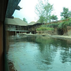 Zambezi River Hippo Camp - Hippopotamus Exhibit