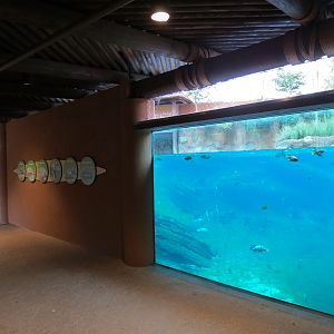 Zambezi River Hippo Camp - Hippopotamus Exhibit Viewing Area