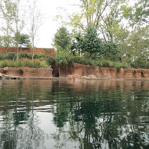 Zambezi River Hippo Camp - Hippopotamus Exhibit