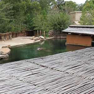 Zambezi River Hippo Camp - Hippopotamus Exhibit