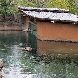 Zambezi River Hippo Camp - Hippopotamus Exhibit