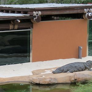 Zambezi River Hippo Camp - Nile Crocodile Exhibit
