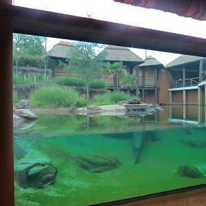 Zambezi River Hippo Camp - Nile Crocodile Exhibit
