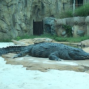Zambezi River Hippo Camp - Nile Crocodile Exhibit