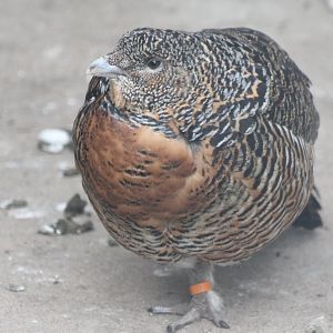 Capercaillie - female