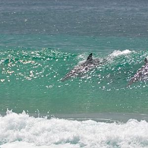 Surfing dolphins