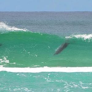 Surfing dolphins