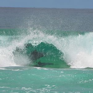 Surfing dolphins