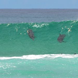 Surfing dolphins