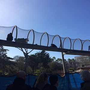 Chimp overhead walkway