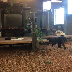 Indoor chimp room