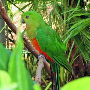Australian King Parrot (Alisterus scapularis)- Female