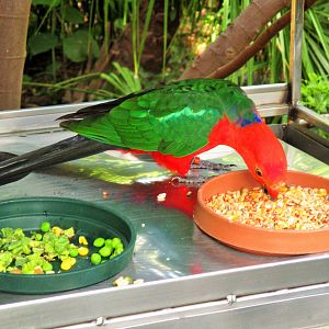 Australian King Parrot (Alisterus scapularis)- Male