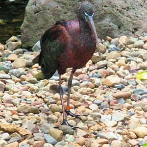 Glossy Ibis (Plegadis falcinellus)