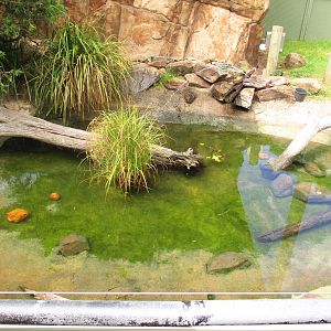 Turtle Enclosure