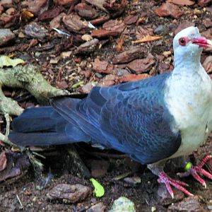 White-headed Pigeon (Columba leucomela)