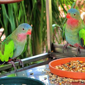 Princess Parrots (Polytelis alexandrae)