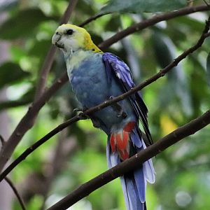 Pale-headed Rosella (Platycercus adscitus)