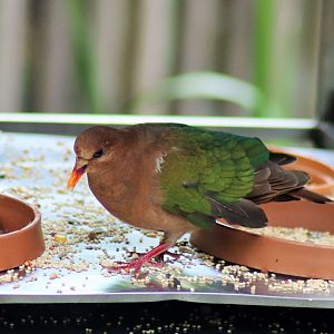Emerald Dove (Chalcophaps longirostris)
