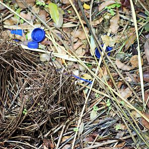 Satin Bowerbird Bower