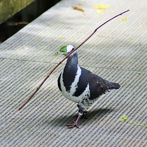 Wonga Pigeon (Leucosarcia melanoleuca)