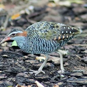 Buff-banded Rail (Gallirallus philippensis)