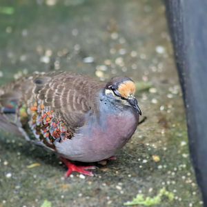 Common Bronzewing (Phaps chalcoptera)