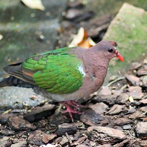 Emerald Dove (Chalcophaps longirostris)