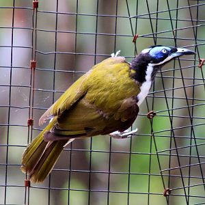 Blue-faced Honeyeater (Entomyzon cyanotis)