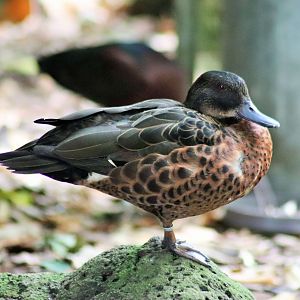 Chestnut Teal (Anas castanea)