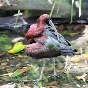 Glossy Ibis (Plegadis falcinellus)