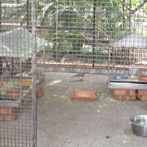 Feeding Station in Walk-through Aviary
