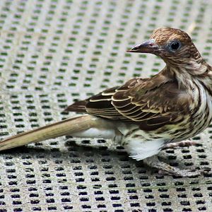 Figbird (Sphecotheres vieilloti flaviventris)