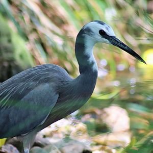White-faced Heron (Egretta novaehollandiae)