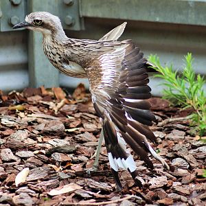 Bush Stone-Curlew (Burhinus grallarius)