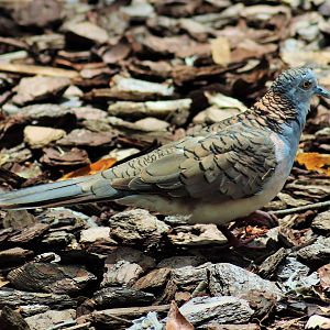 Bar-shouldered Dove (Geopelia humeralis)