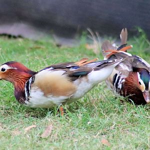 Mandarin Duck (Aix galericulata)